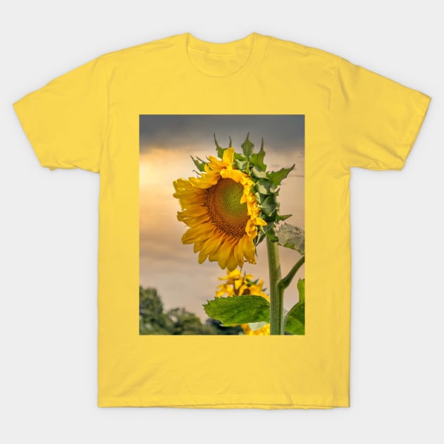 Sunflower at sunrise T-Shirt by iyd39